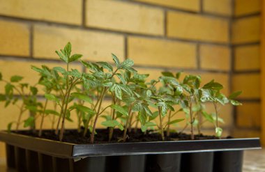 Pencerenin yanındaki plastik bir kabın içinde taze domates filizleri..