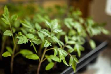 Genç domates filizleri. Tencerede domates fideleri.