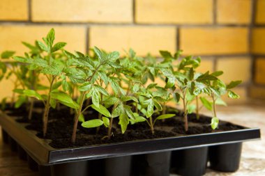 Pencerenin yanındaki plastik bir kabın içinde taze domates filizleri..