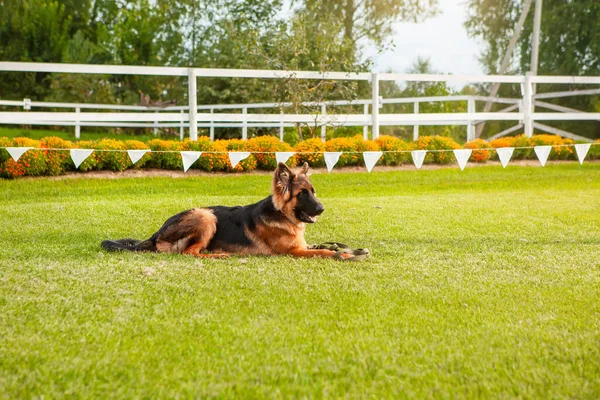 A young dog, a german shepherd, lies on a green lawn. — Stock Photo, Image