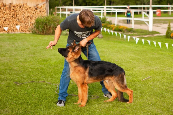 Um jovem cão pastor alemão com o dono. — Fotografia de Stock