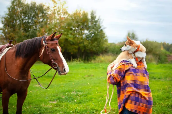 Blonde Woman Her Welsh Corgi Dog Goes Horse Dog Afraid — Stock Photo, Image