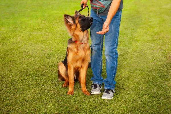 Young German Shepherd Dog Owner Training Green Lawn — Stock Photo, Image
