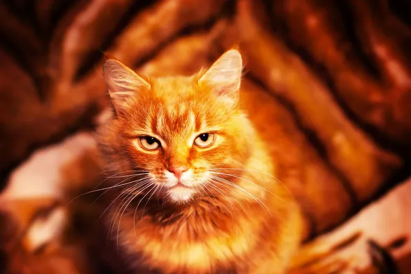 Glückliches Neues Jahr Mit Dem Porträt Einer Schönen Roten Katze — Stockfoto