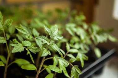 Genç domates filizleri. Tencerede domates fideleri. Domates yetiştiriyorum..