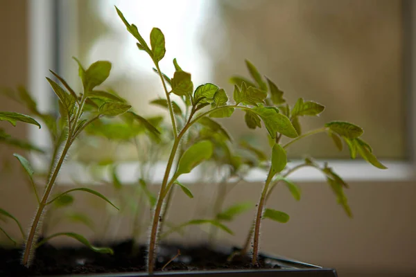 Mudas Tomate Vasos Plástico Prontos Para Plantar Natureza Colheita — Fotografia de Stock