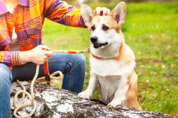 Welsh Corgi Dog Purposefully Looks Distance Sees Another Dog Owner — Stock Photo, Image