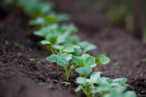 Unga Rädisa Groddar Växer Från Jorden Med Solljus — Stockfoto