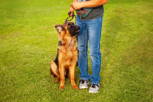 Young German Shepherd Dog Owner Training Green Lawn — Stock Photo, Image