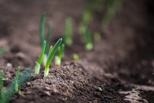 Jonge Uienspruiten Groeien Uit Grond Met Zonlicht Ondiepe Velddiepte — Stockfoto