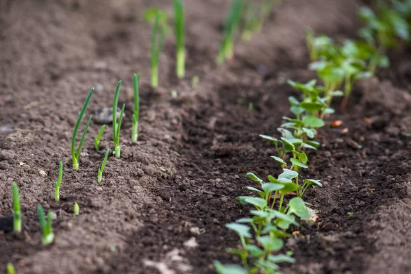 Jonge Spruiten Groeien Uit Bodem Kas Jonge Uienspruiten Jonge Radijsspruiten — Stockfoto