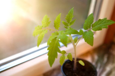 Pencerenin yanındaki plastik bir kabın içinde güneş ışığıyla filizlenen domates.