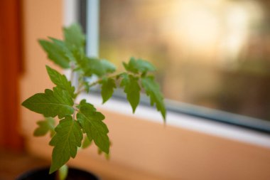 Domates, pencerenin yanında güneş ışığıyla plastik bir kapta filizlenir.