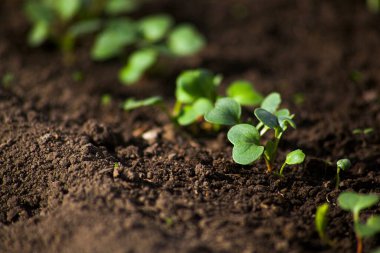 Genç turplar güneş ışığıyla topraktan filizleniyor..