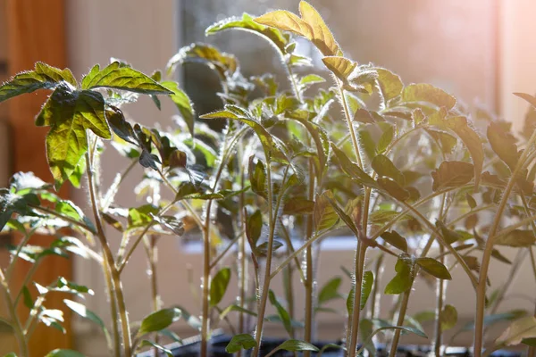 Talos Folhas Brotos Tomate Jovens Peitoril Janela Com Luz Solar — Fotografia de Stock