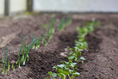 Seradaki topraktan taze lahanalar çıkıyor. Genç soğan filizleri ve taze turp filizleri..