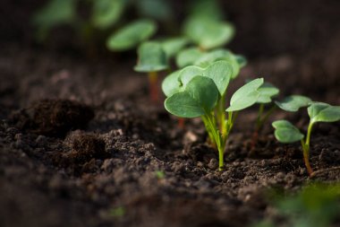Genç turplar güneş ışığıyla topraktan filizleniyor..