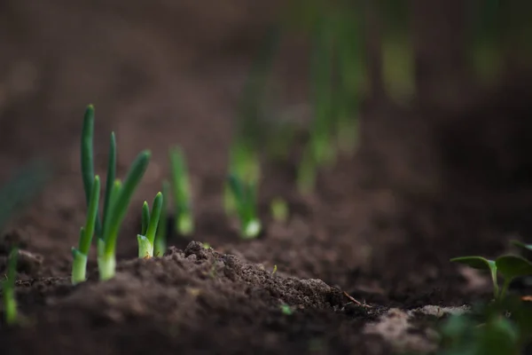 Jonge Uienspruiten Groeien Uit Grond Met Zonlicht — Stockfoto