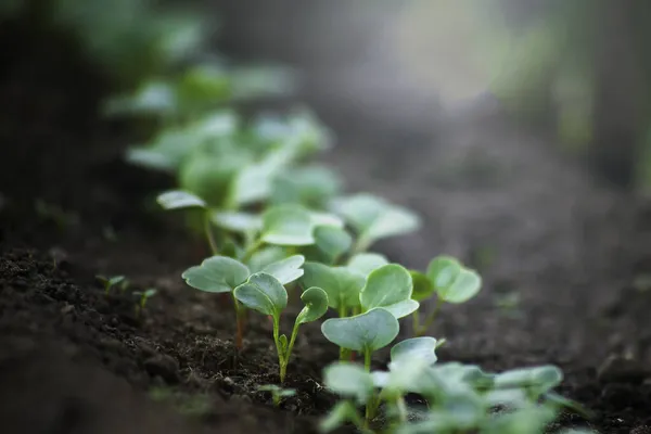 Unga Rädisa Groddar Växer Från Jorden Med Solljus — Stockfoto