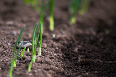Topraktan güneş ışığıyla taze soğan filizleri çıkıyor..