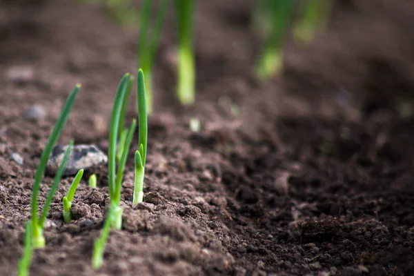 Νεαρά Λαχανάκια Κρεμμυδιών Φυτρώνουν Από Χώμα Ήλιο — Φωτογραφία Αρχείου