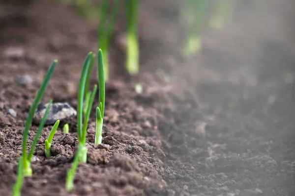 Νεαρά Λαχανάκια Κρεμμυδιών Φυτρώνουν Από Χώμα Ήλιο — Φωτογραφία Αρχείου