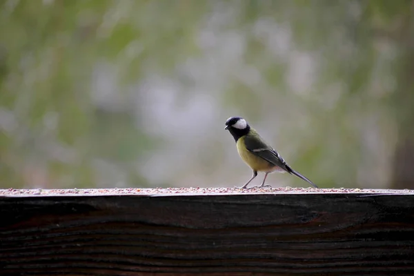 Bird Tit Feeder Grain Blurry Background — Foto de Stock