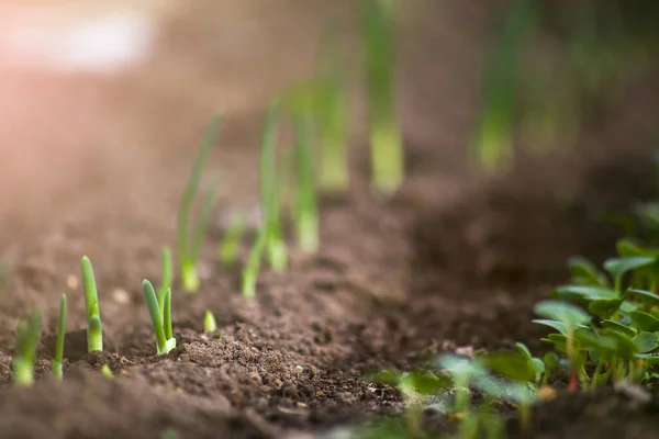 Jonge Spruiten Groeien Uit Bodem Kas Jonge Uienspruiten Jonge Radijsspruiten — Stockfoto