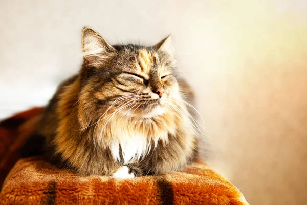 Tatlı Yumuşak Kahverengi Kırmızı Renkli Bir Kedi Gözleri Kapalı Kanepede — Stok fotoğraf