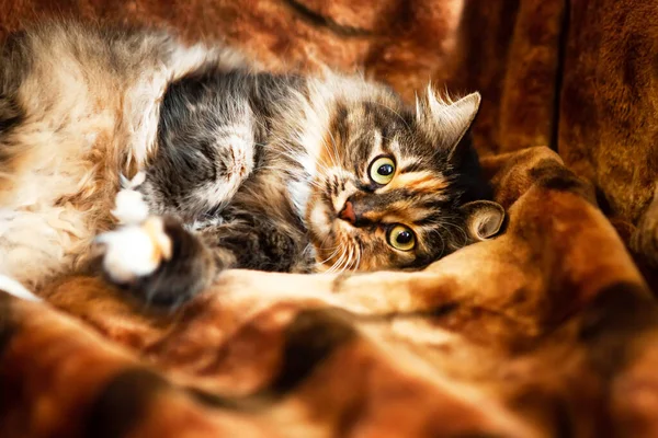 Çok Güzel Tatlı Tüylü Bir Kedi Kahverengi Kırmızı Bir Kanepede — Stok fotoğraf