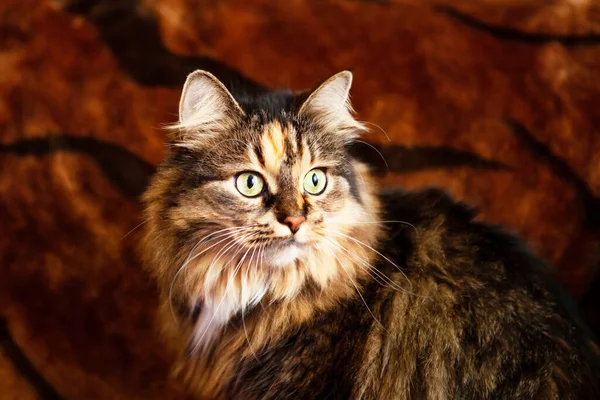 Mutlu Yıllar Tebrik Kartı Kaplana Benzeyen Bir Kedi Arka Planda — Stok fotoğraf