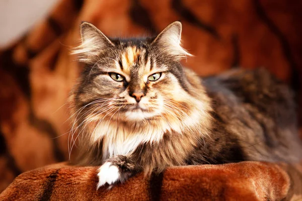 Šťastný Nový Rok Přáníčko Kočka Která Vypadá Jako Tygr Pozadí — Stock fotografie