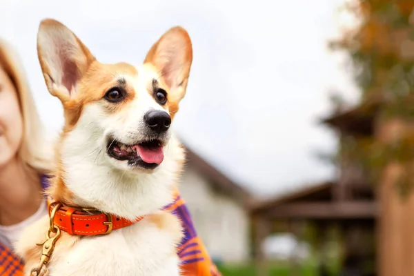 Welsh Corgi Dog Purposefully Looks Distance Sees Another Dog Owner — Stock Photo, Image