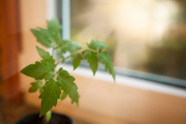 Pencerenin yanındaki plastik bir kabın içinde güneş ışığıyla filizlenen domates.