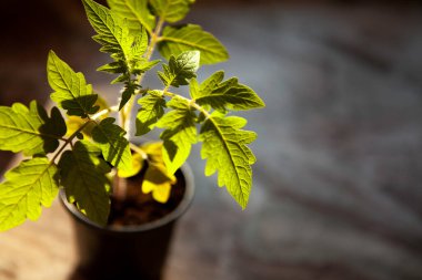 Domates filizlenir, masanın üstünde plastik bir kap, üst görünüm, boşluğu kopyala