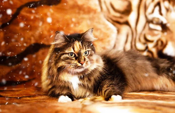 Šťastný Nový Rok Přáníčko Kočka Která Vypadá Jako Tygr Pozadí — Stock fotografie