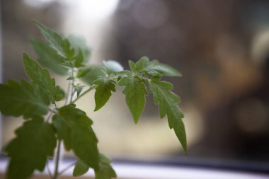 Pencerenin yanındaki bulanık arkaplanda yeşil domates yaprağı filizleniyor.