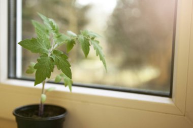 yeşil domates yaprağı pencerenin yakınındaki bulanık arka planda plastik bir tencerede filizleniyor.