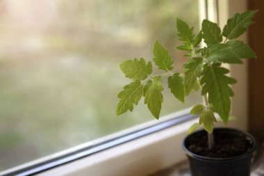 yeşil domates yaprağı pencerenin yakınındaki bulanık arka planda plastik bir tencerede filizleniyor.
