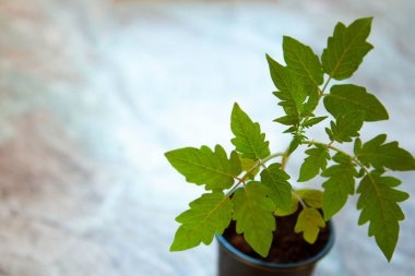Domates filizlenir, masanın üstünde plastik bir kap, üst görünüm, boşluğu kopyala