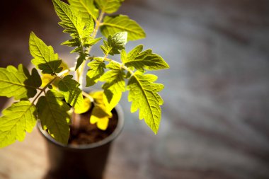 Domates filizlenir, masanın üstünde plastik bir kap, üst görünüm, boşluğu kopyala