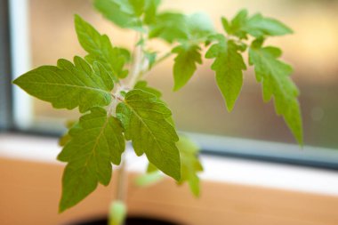 Pencerenin yanındaki bulanık arkaplanda yeşil domates yaprağı filizleniyor.