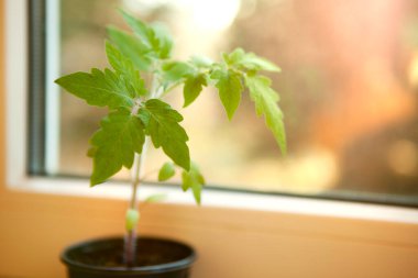 yeşil domates yaprağı pencerenin yakınındaki bulanık arka planda plastik bir tencerede filizleniyor.