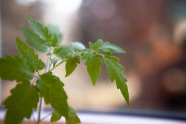 Pencerenin yanındaki bulanık arkaplanda yeşil domates yaprağı filizleniyor.