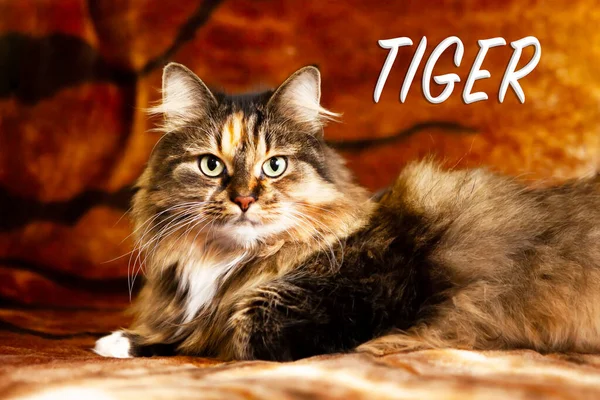 Eine Katze, die aussieht wie ein Tiger, Symbol des Jahres 2022. — Stockfoto