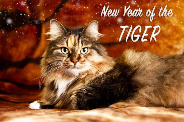 Šťastný Nový Rok Přání Textem Nový Rok Tygra Kočka Která — Stock fotografie
