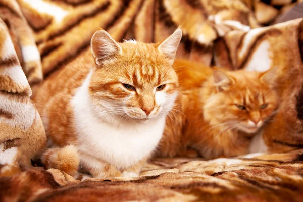 Zwei Ingwerkatzen auf einem Hintergrund mit Tiger-Print. — Stockfoto