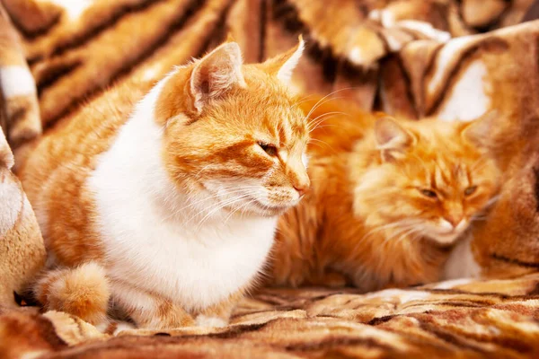 Zwei Ingwerkatzen Auf Einem Hintergrund Mit Tigerprint Die Katze Als — Stockfoto
