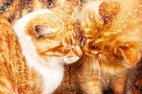 Dos gatos jengibre se besan en una huella de tigre. — Foto de Stock