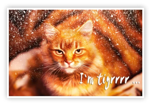Ευχετήρια Κάρτα Ευτυχισμένο Νέο Έτος Πορτρέτο Ενός Όμορφου Κόκκινου Γάτου — Φωτογραφία Αρχείου